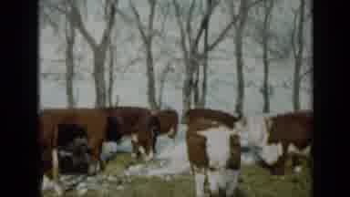 Minnesota USA (1958): A Herd Of Cattle Grazing In The Snow On A Cold Winter Day