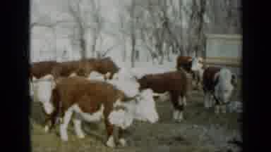 Minnesota USA (1958): A Herd Of Cows Stand On A Large Patch Of Grass Next To Some