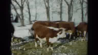 Minnesota USA (1958): Hereford Cattle Standing On Green Grass With Melting Snow On