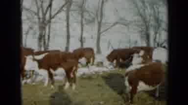 Minnesota USA (1958): Herd Of Hereford Cattle Grazing On A Clear Sunny Day