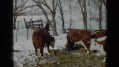 Minnesota USA (1958): Cows In The Snow Looking For Food Then Man Walking Towards