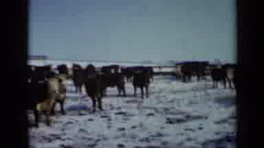 Minnesota USA (1958): Livestock Standing But Not Eating In Crowded Cold Winter