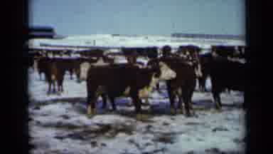 Minnesota USA (1958): Cows In The Snow