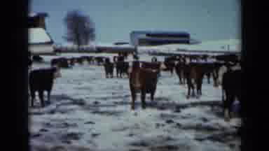 Minnesota USA (1958): Herd Of Cattle In A Pasture During Winter Near A Barn