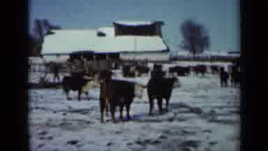 Minnesota USA (1958): Cows Standing On Snow Field Looking For Food