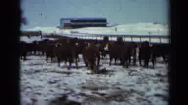 Minnesota USA (1958): Animals Migrate From One Place To Another In The Winter