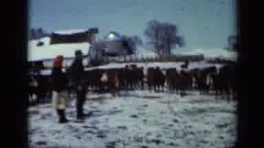Minnesota USA (1958): Kansas Couple Herding Cattle On Farm In Winter Preparation