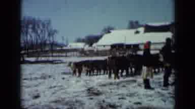 Minnesota USA (1958): Cows In The Snow Walking Around Looking For Food