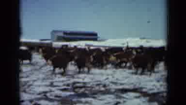 Minnesota USA (1958): Large Herd Of Cattle Coming To The Fence In The Ice And Snow