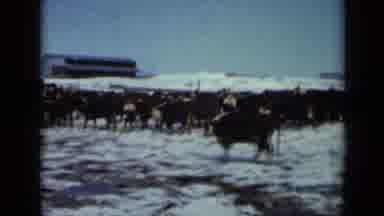 Minnesota USA (1958): Gathering Of Lots Of Animals At A Place