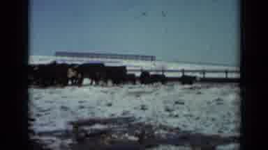 Minnesota USA (1958): Farmer Observes Oxen With His Pasture Covered By Snow That