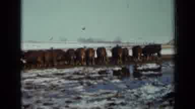 Minnesota USA (1958): Large Herd Of Cattle Lined Up Along A Fence Eating Out Of