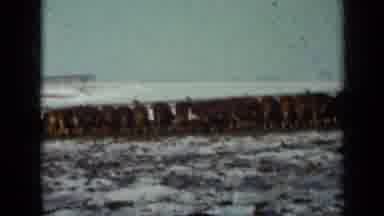 Minnesota USA (1958): Cows On Winter Pasture
