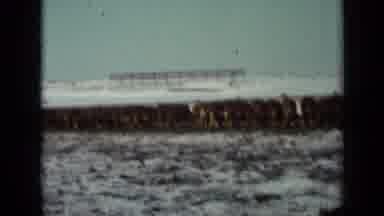 Minnesota USA (1958): Cows On A Farm Grassing In The Snow During The Day