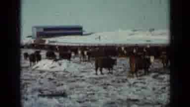 Minnesota USA (1958): Cattle Standing Around A Snow Covered Feedlot Next To A