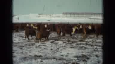 Minnesota USA (1958): A Herd Of Cows Are Grazing In A Snowy Pasture