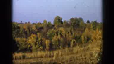 Aledo Texas (1959): Forest View With Pristine Nature Very Closed With Few Accesses