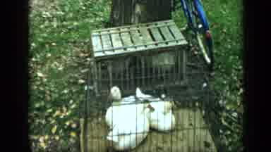 Aledo Texas (1959): A Couple Of Geese In Cages Then Some Cans Stacked On Top Of