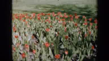 Iowa USA (1959): View Of Flowery Field With Red Flowers In Spring Season