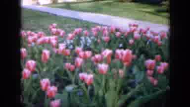 Iowa USA (1959): View Of Green Area With Beautiful Flowers Plants And Trees