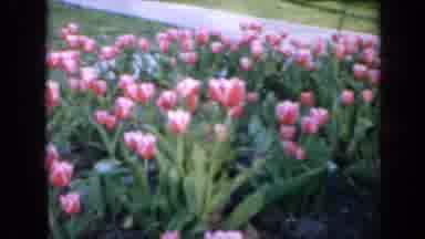 Iowa USA (1959): A Stroll Through The Tulip Garden