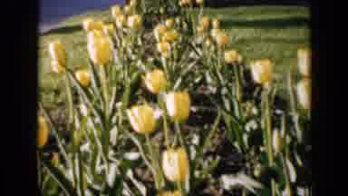 Iowa USA (1959): Yellow Tulips Formed In A Line On A Field