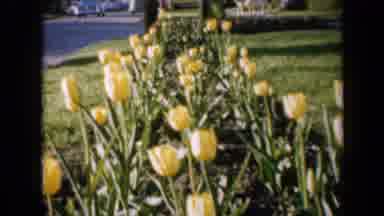 Iowa USA (1959): Garden Of Red And Yellow Flowers And Tulips Being Filmed