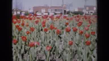 Iowa USA (1959): Tulip Plants Are Cultivated On Field