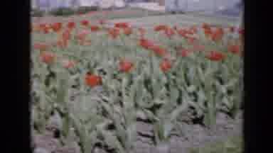 Iowa USA (1959): A Field Of Roses