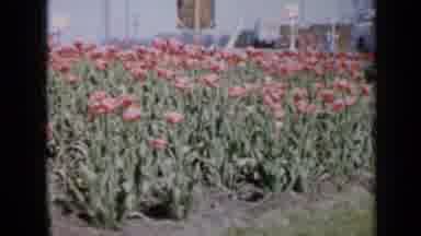 Iowa USA (1959): View Of Extensive Garden With Flowers And Plants Of Rare Beauty