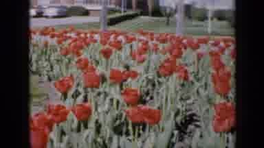 Iowa USA (1959): Breeze Shuffles Through The Community Tulip Garden On A Sunny