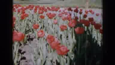 Iowa USA (1959): Plot Of Red Tulips Blowing In Wind On Sunny Breeze Day Green