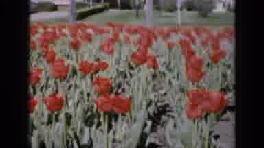 Iowa USA (1959): Beautiful Oranges Tulip Plantation With Windmill And Several