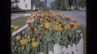 Iowa USA (1959): Small Garden Of Red And Yellow Tulips On A Front Yard