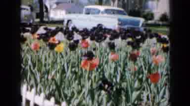 Iowa USA (1959): Flower Garden Very Well Done And Maintained In Busy City Street