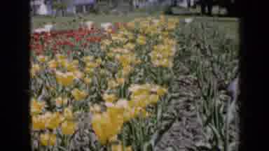Iowa USA (1959): Garden View With Colorful Flowers In External Area Of ââProperty