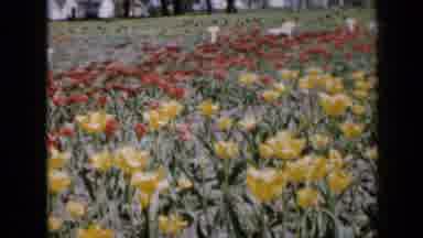 Iowa USA (1959): Red Yellow And Black Flowers In Formal Garden With House In