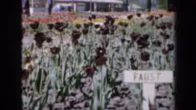 Iowa USA (1959): Dark Flowers In A Field With A T In Front With The Word Faust On