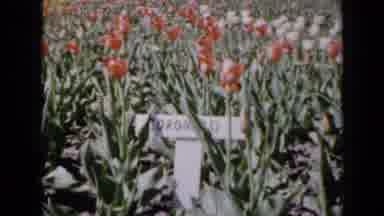 Iowa USA (1959): A Plantation Of Colorful Flowers Full Of Plaques With Their Names