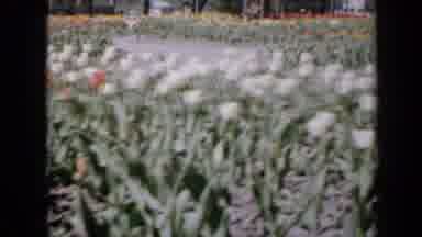Iowa USA (1959): Fully Bloomed Wild Flower Garden With A Variety Of Colors All