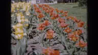 Iowa USA (1959): Red And Yellow Tulips Blooming On A Bright Sunny Day