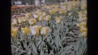 Iowa USA (1959): Outdoor Area Of ââHouse With Garden With Colorful Flowers In