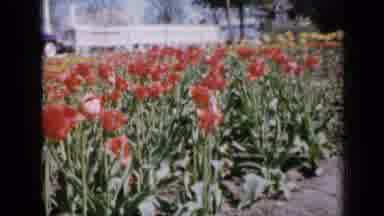 Iowa USA (1959): Beautiful Garden With Lots Of Variety Of Flower With An