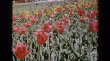 Iowa USA (1959): View Of External Area Of ââResidence With Garden With Flowers Of