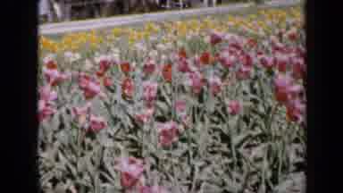 Iowa USA (1959): A View Of Pink Red And Yellow Flowers In A Field