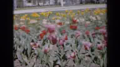 Iowa USA (1959): Beautiful Flowers Swaying In The Wind In A Large Field