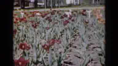 Iowa USA (1959): A Big Field Of Red Yellow And Orange Flowers With Tall Trees In