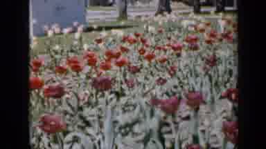 Iowa USA (1959): High Angle View Of A Large Flower Garden And A Crowd Enjoying A