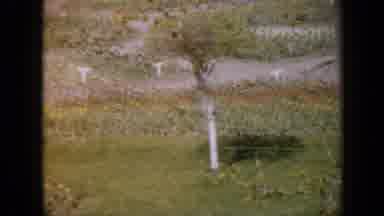 Iowa USA (1959): Trees In A Park With Dried Grass
