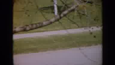 Iowa USA (1959): Top View Of Branches Of A Tree In The Park